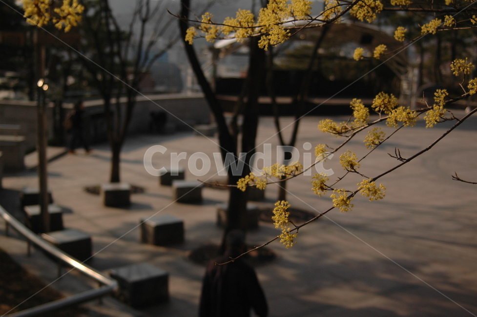 개나리,낙산공원,나무,봄,노랑,공원,꽃,노란색,식물,자연,plants,nature,꽃,flower