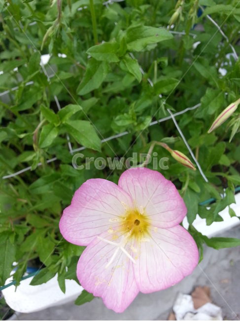 flower,꽃,plant,식물,blossom