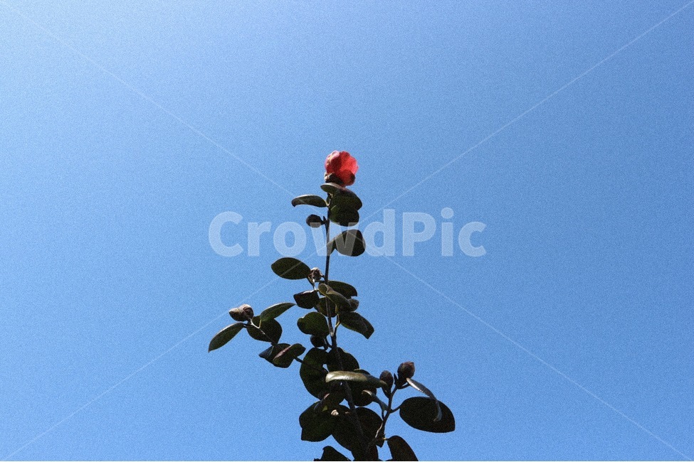 꽃,동백꽃,하늘,나무,풀,자연,배경화면,바탕화면,Flower,Sky,Blue,Natural,Background,Tree,Filter,필터사진,식물,자연,plants,nature,꽃,flower