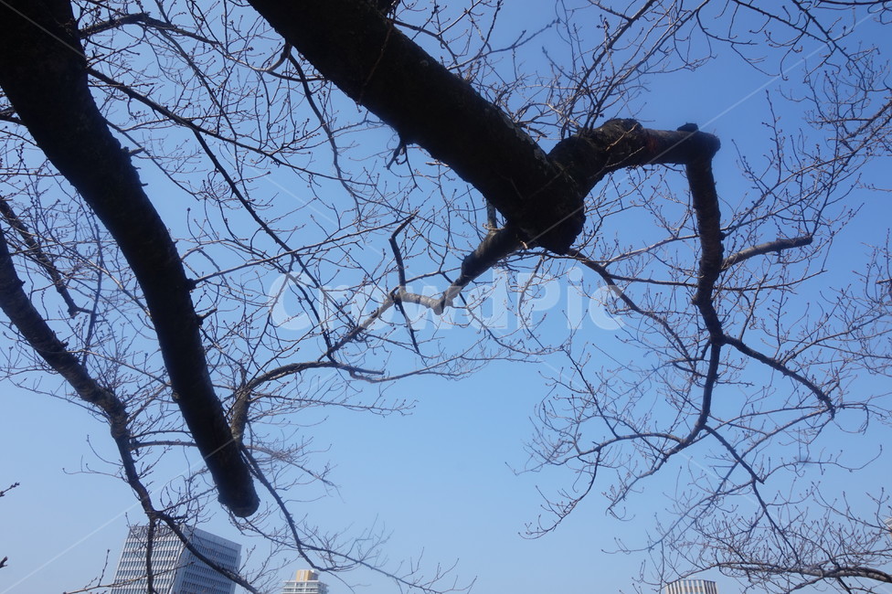 겨울,입춘,파란하늘,황량함,나무,나무가지,식물,자연,plants,nature,나무,trees,wood