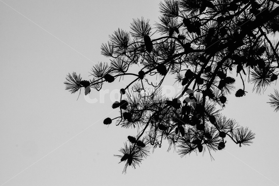 silhouette,실루엣,plant,식물,tree,나무,식물,자연,plants,nature,나무,trees,wood