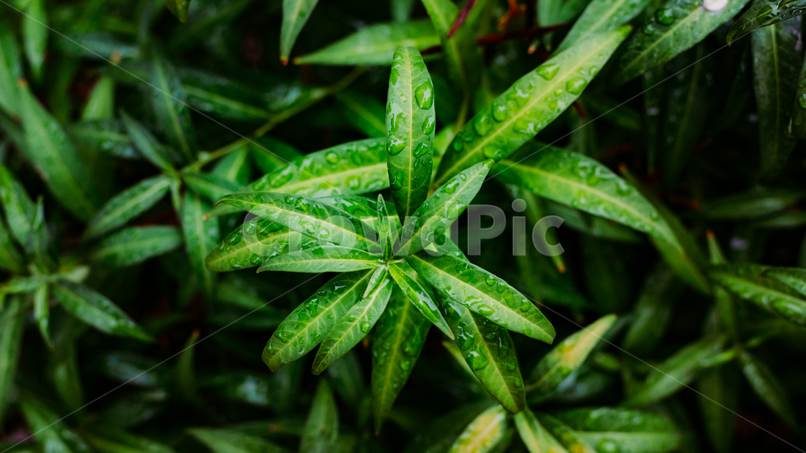 식물,자연,물방울,비,비오는날,plant,botanic,nature,rain,raindrop,초록,감성,빗방울,식물,자연,plants,nature,비,비오는날,rain,rainy