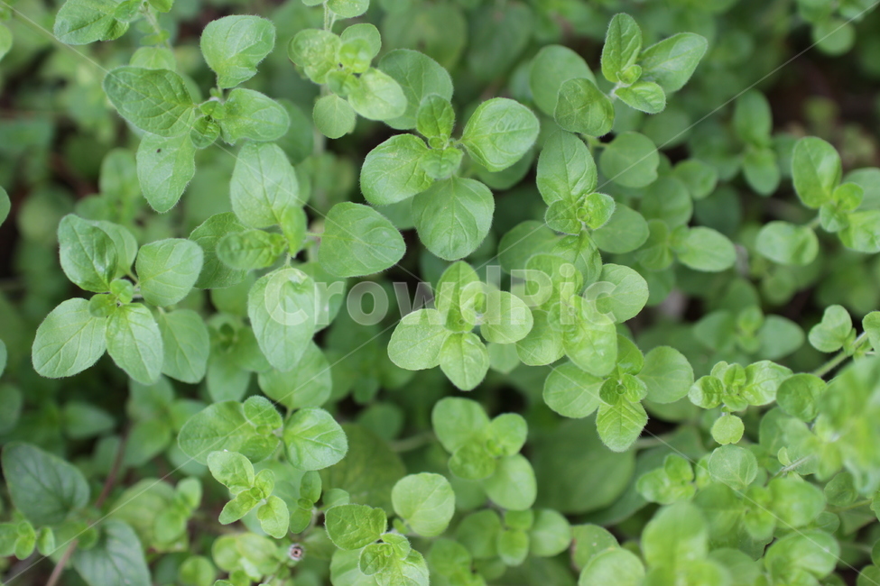 plant,허브,herbs,식물,녹색,초록색,식물,자연,plants,nature
