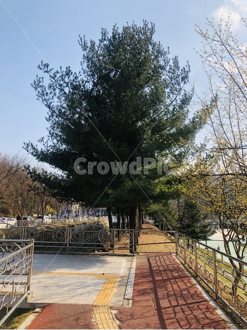 나무,초록나무,큰나무,낮,푸른나무,tree,pine,pinetree
