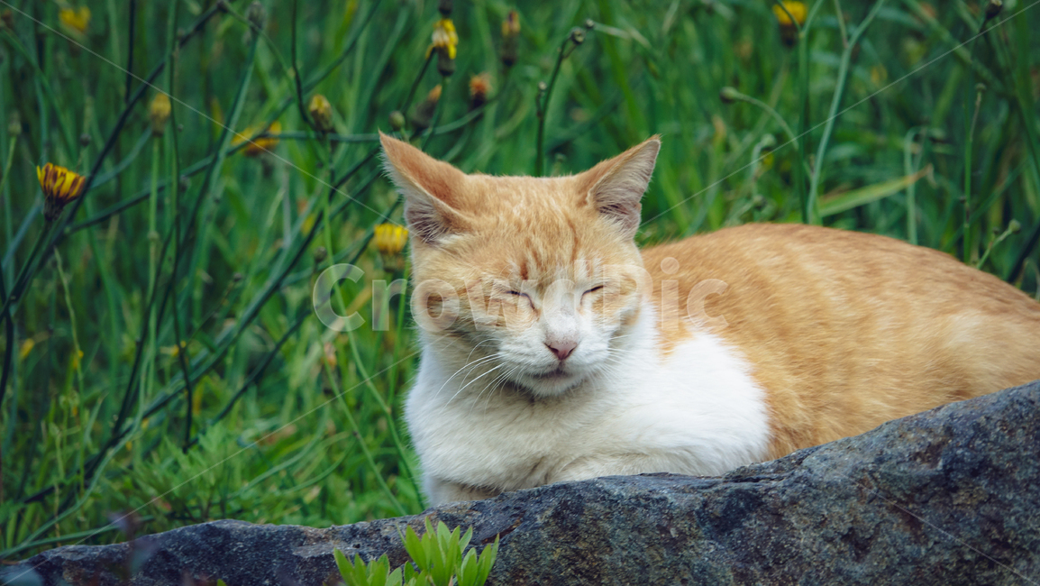 고양이,길고양이,cat,동물,animal,mammal,kitten,pet,kitty,꽃냥이,냥이,고양이,cat,kitten,kitty