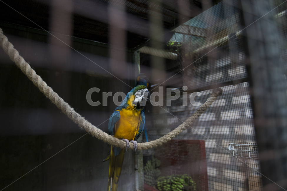 앵무새,동물원앵무새,예쁜앵무새,사이판동물원,새,동물,animal,조류,새,birds