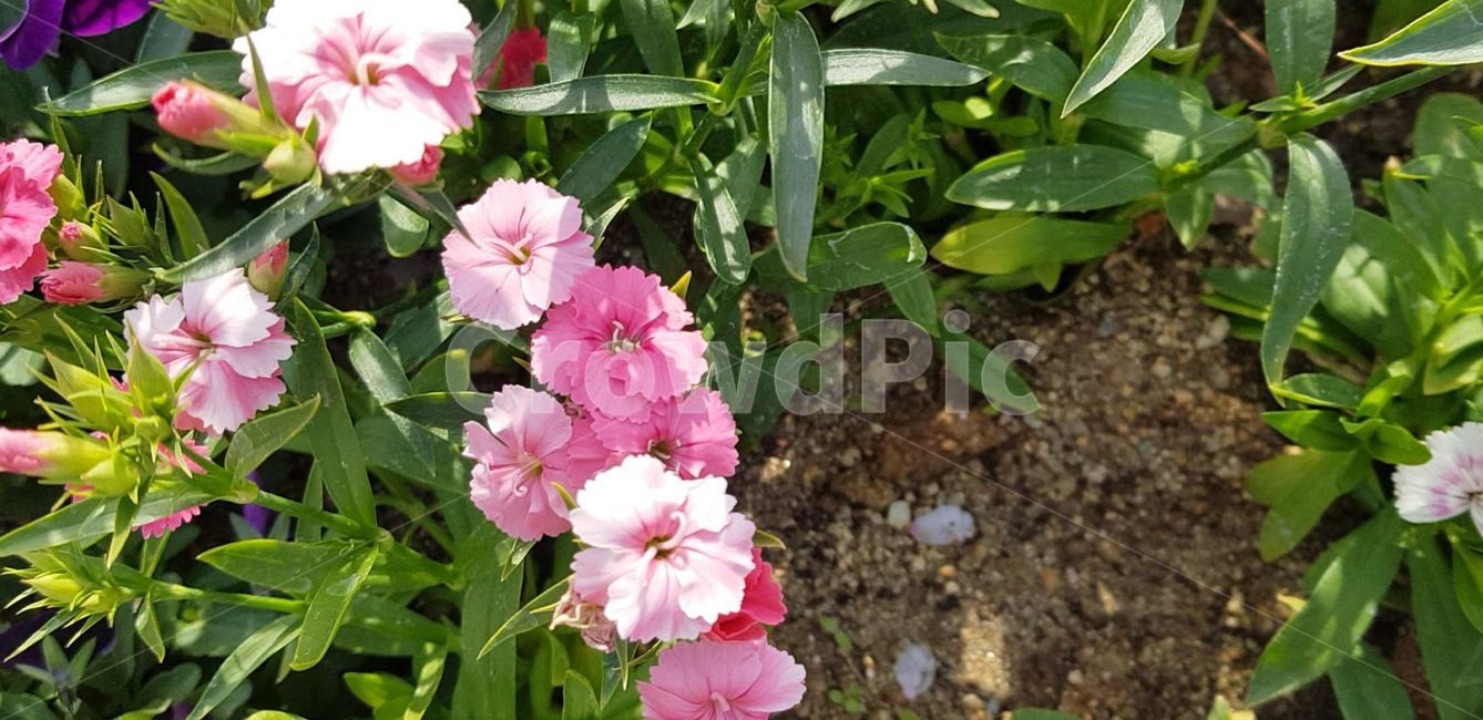 봄,blossom,flower,식물,plant,꽃,nature,자연,제라늄,geranium