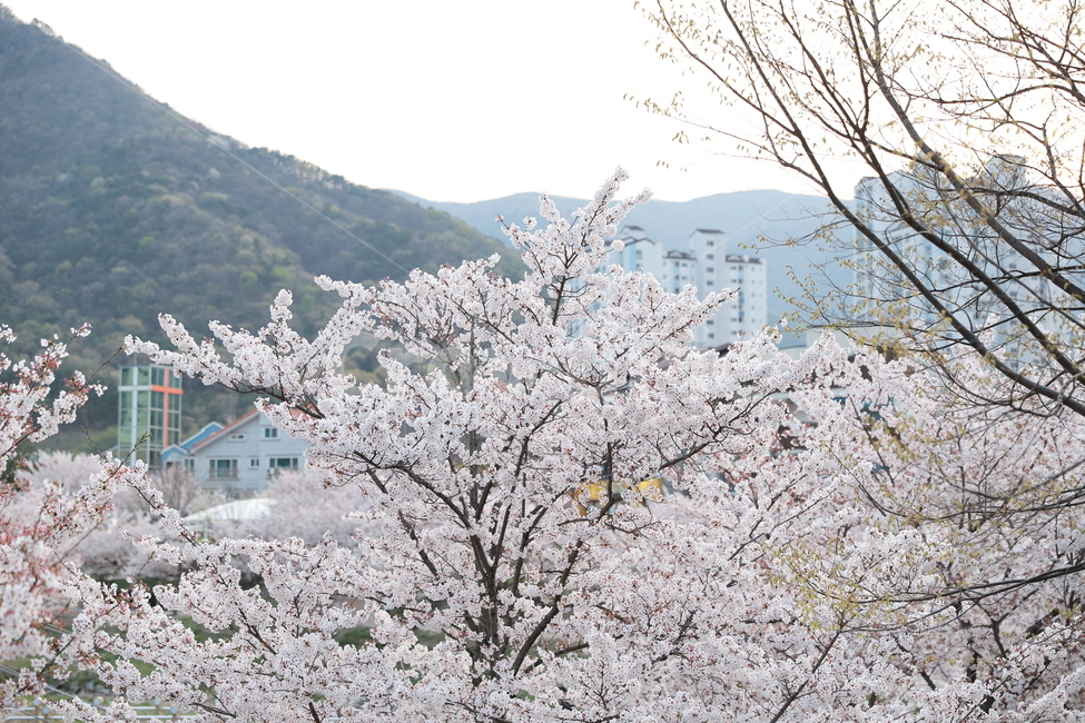 식물,꽃,벚꽃,cherryblossom,flower,봄