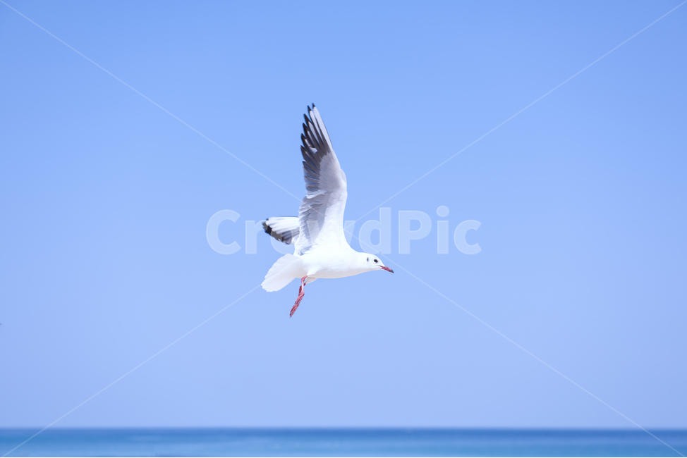 해수욕장,백사장,모래사장,갈매기,바다,동해,해변,여행,휴가,힐링,새,조류,바닷가,풍경,동물,자연,경치,여행지,관광지,배경,백그라운드,파란,푸른,카피스페이스,비행,소스,배경사진,하늘,푸른하늘,날다,클로즈업,활공,한마리,1마리,수평선,동물,animal,조류,새,birds