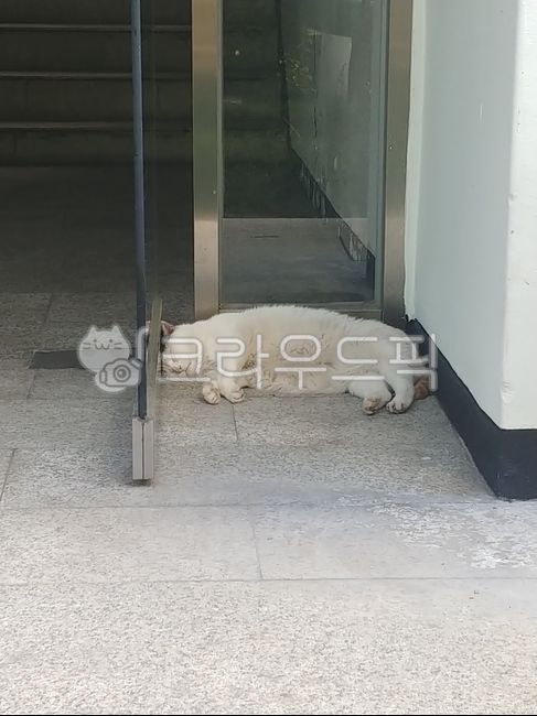 sleep,Meow,stray cat,cat,nap