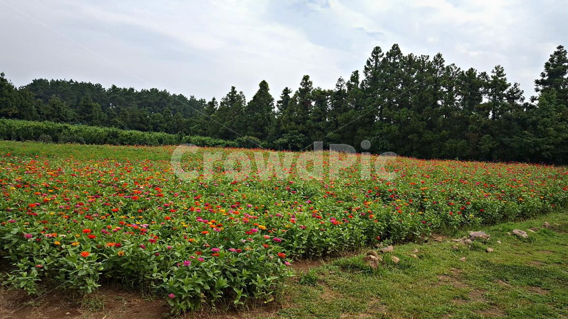 정원,붉은꽃,꽃,flower,식물,자연,plant,농장