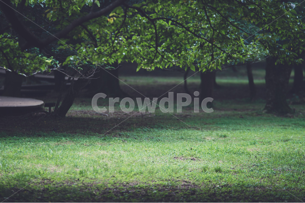 숲,숲속,절물휴양림,자연,풍경,나무,식물,자연,plants,nature,나무,trees,wood,휴식,힐링,rest,relaxation,healing