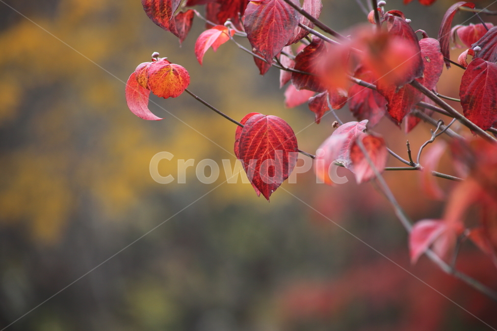 단풍,꽃산딸나무,빨강,가을,floweringdogwood,가을,계절,fall,autumn,season,식물,자연,plants,nature,plant,leaf,잎,tree,나무,veins,정맥