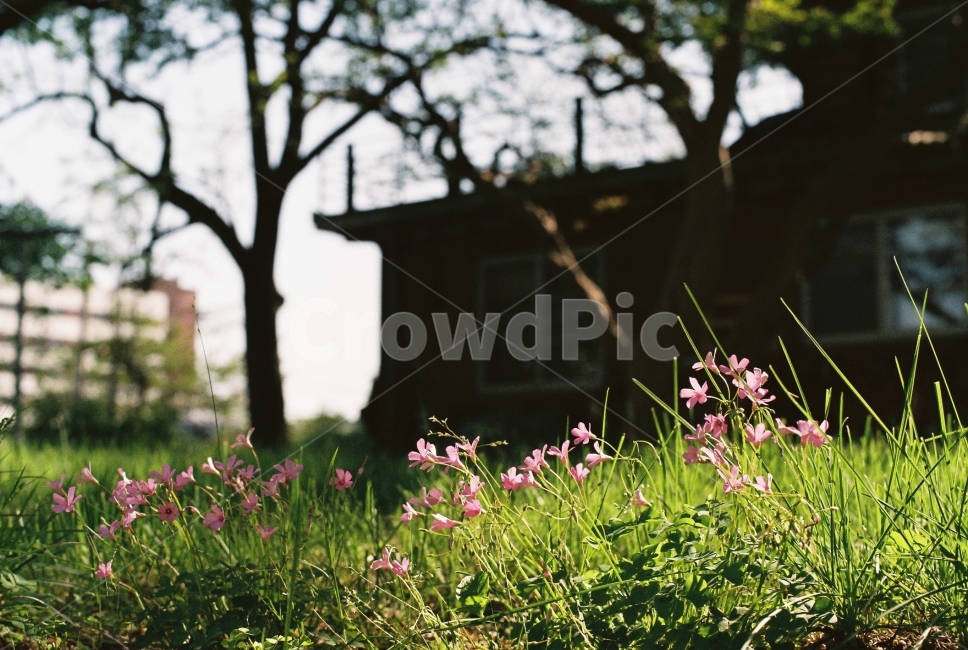 필름사진,풀꽃,잔디,꽃,빛,식물,자연,plants,nature,꽃,flower,감성,sensible,feeling