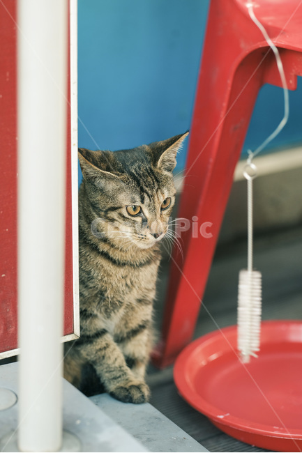 고양이,야옹이,길고양이,길냥이,캣맘,야옹,캣,동물,animal,포유류,mammal,고양이,cat,kitten,kitty