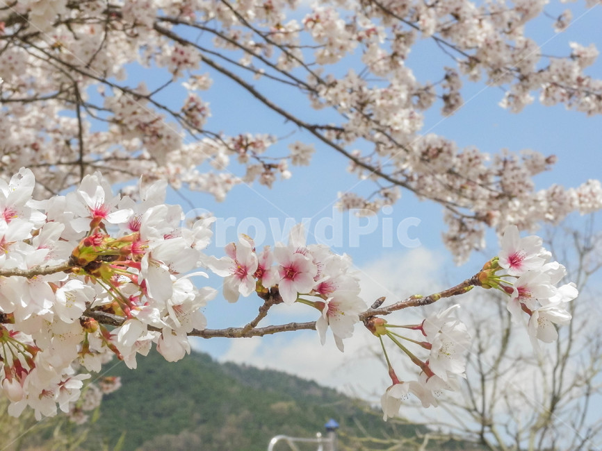 벚꽃,하늘,꽃,봄,맑은날,봄,계절,spring,season,plant,식물,blossom,cherry blossom,flower