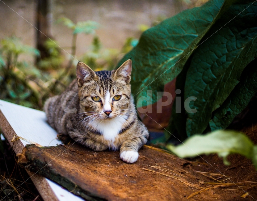 고양이,길고양이,동물,cat,포유류,감성,일상,DSLR,100D,canon,코숏,가을,animal,kitty,길냥이,반려동물,편안,분위기,자연스러움,자연,따뜻함,사랑,동물,animal,포유류,mammal,고양이,cat,kitten,kitty