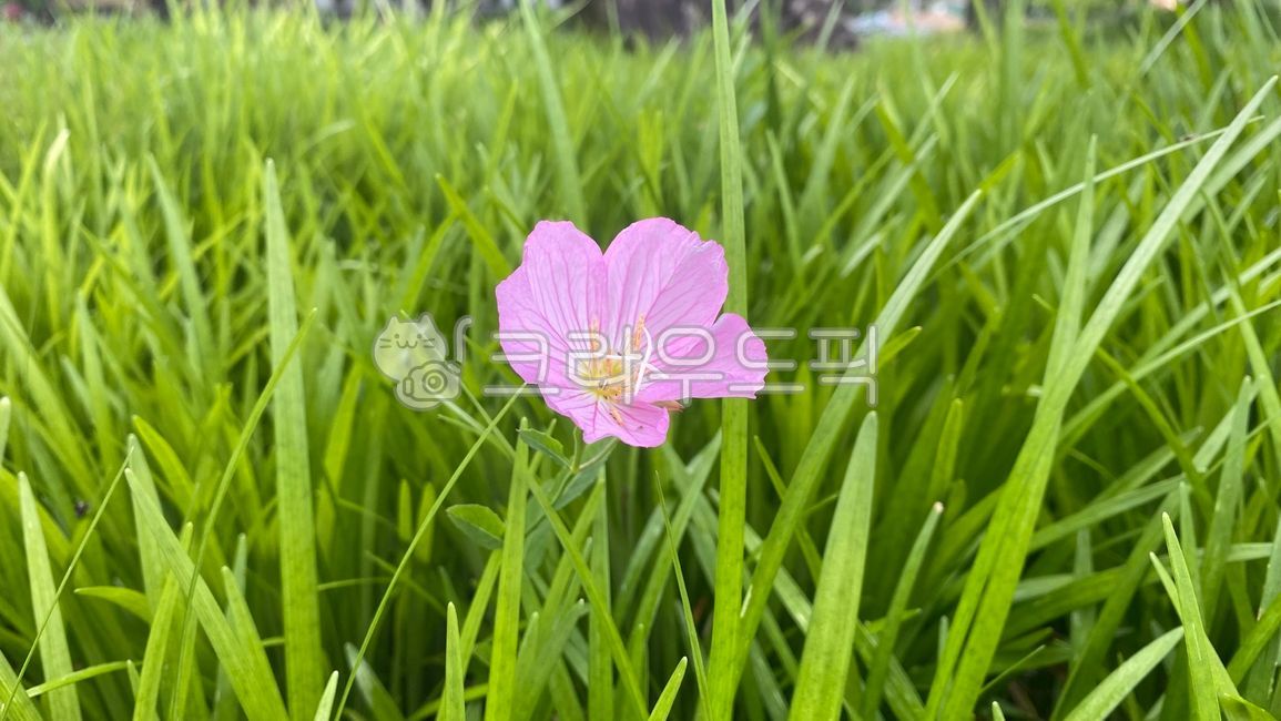 Pink evening primrose,evening primrose,flower,pink flower,flower bed,pretty flower,perennial
