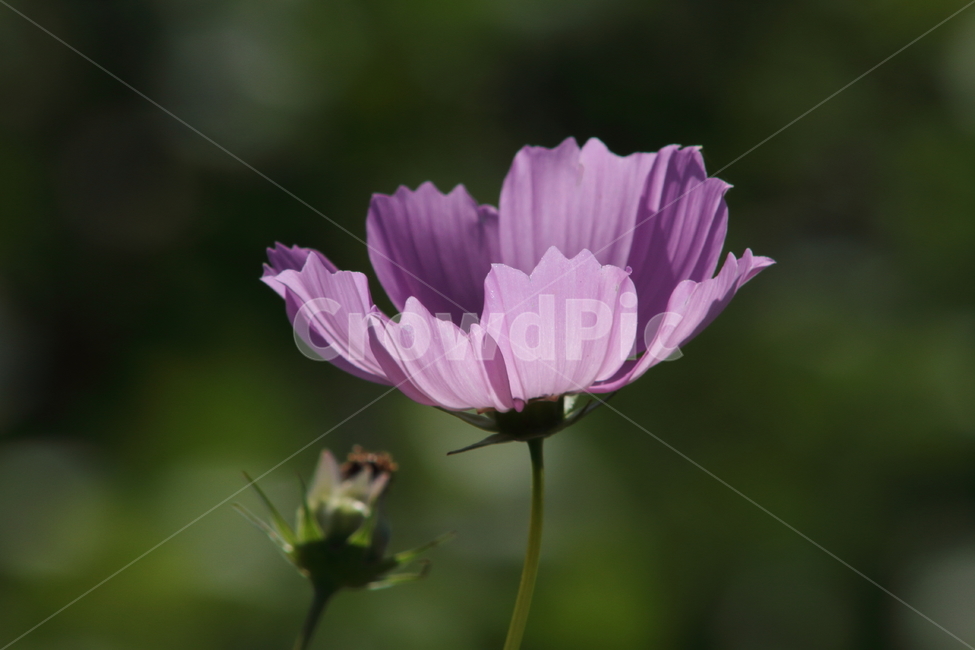 코스모스,꽃,식물,가을꽃,cosmos,가을,계절,fall,autumn,season,식물,자연,plants,nature,꽃,flower,blossom,geranium,제라늄,plant