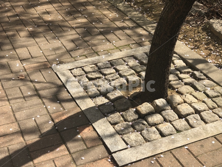 나무,화단,인도,인테리어,길가,벽돌,단지,도보,street,trees