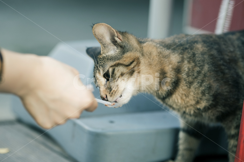 고양이,야옹이,길고양이,길냥이,캣맘,야옹,캣,동물,animal,포유류,mammal,고양이,cat,kitten,kitty