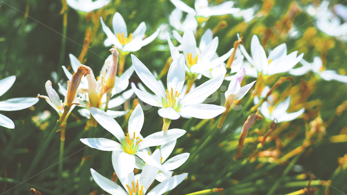 식물,자연,꽃,수선화,봄,식물,자연,plants,nature,꽃,flower