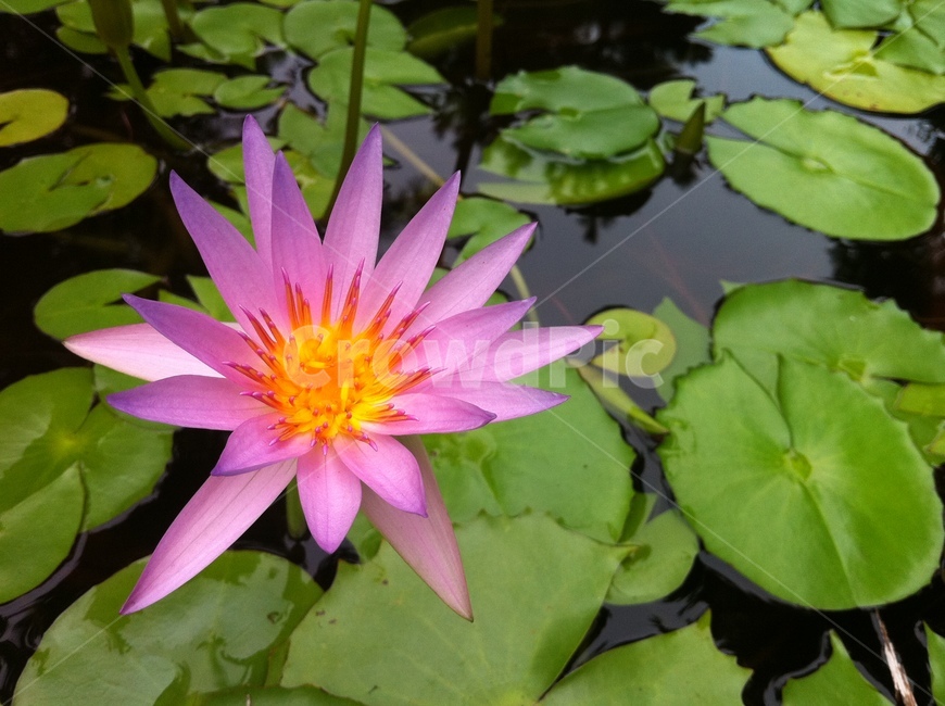 수련,연꽃,lotus,waterlily,핑크연꽃