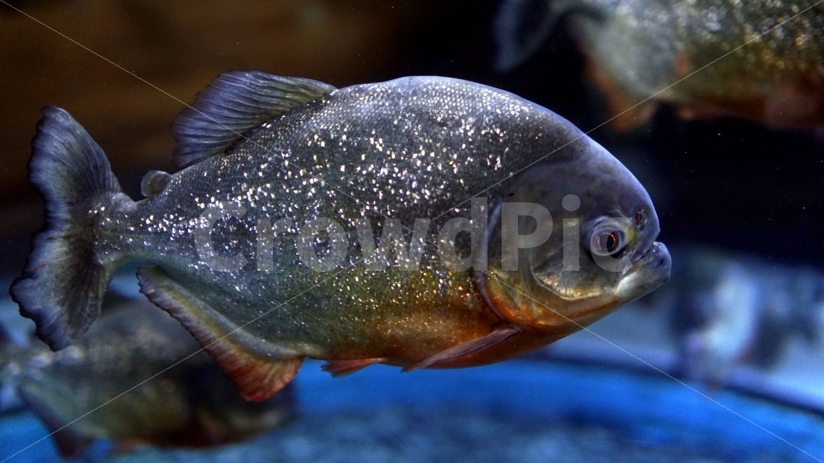 물고기,잉어,열대어,붕어,생선,어류,수족관,낙시,fish,어항,금붕어,수산,해양,바다,생물,동물,물속,바다속,바닷속,피라냐,piranha,식인물고기,아마존강,animal,수중,생명,자연,nature,물결,동물,animal,어류,물고기,fish