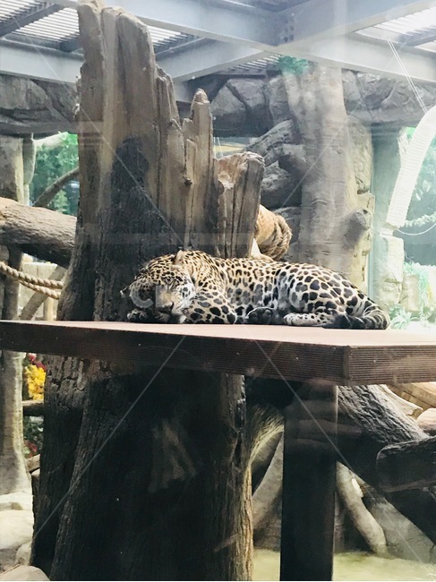 치타,동물원,낮잠,사자,동물,동물,animal,포유류,mammal