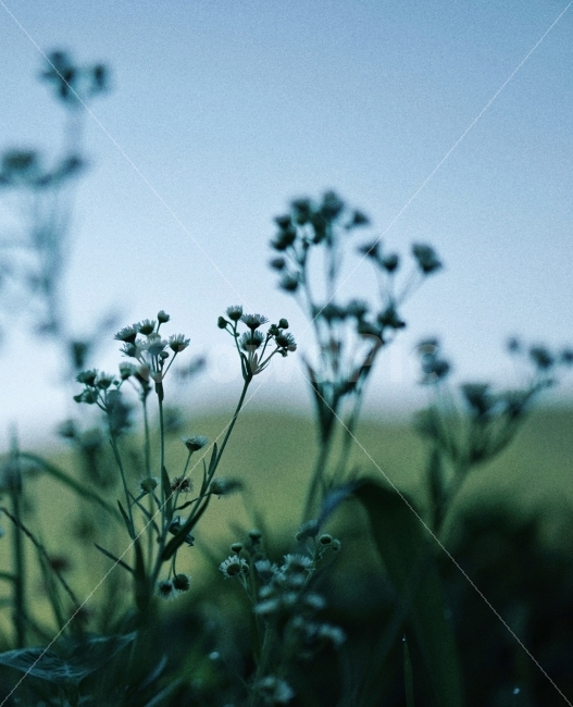 자연풍경,꽃,감성사진,도시풍경,색감,일상,식물,자연,plants,nature,꽃,flower,감성,sensible,feeling