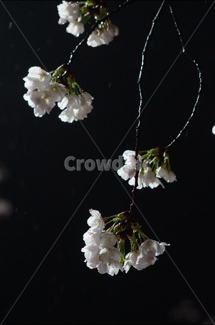 벚꽃,야경,밤,흰색,풍경,봄,봄,계절,spring,season,야경,밤,풍경,nightscape,night,landscape,식물,자연,plants,nature,꽃,flower,plant