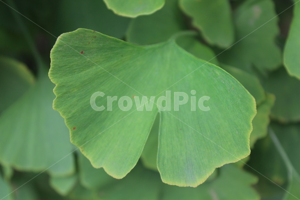 plant,식물,leaf,잎,은행잎,식물,자연,plants,nature
