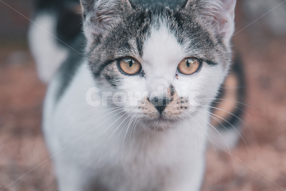 pet,애완동물,cat,고양이,동물,길냥이,동물,animal,포유류,mammal,고양이,cat,kitten,kitty