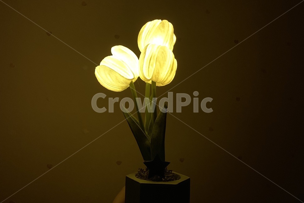 plant,식물,조명,불빛,감성사진