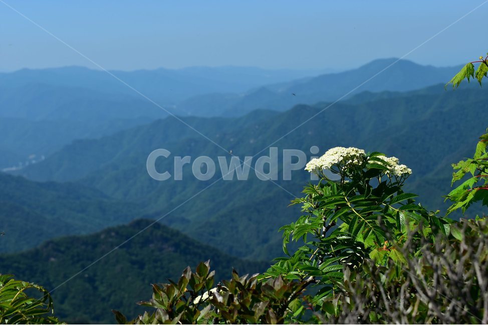 마가목,야생화,꽃,식물,자연,생태,플라워,flower,plants,nature,식물,자연,plants,nature,꽃,flower