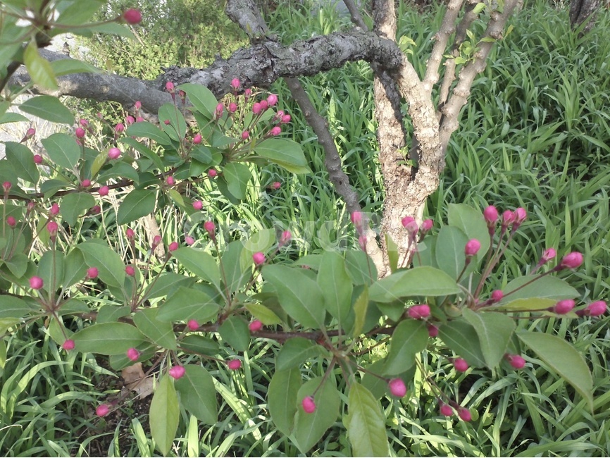 분홍,숲,꽃,열매,식물,식물,자연,plants,nature,과일,열매,fruit