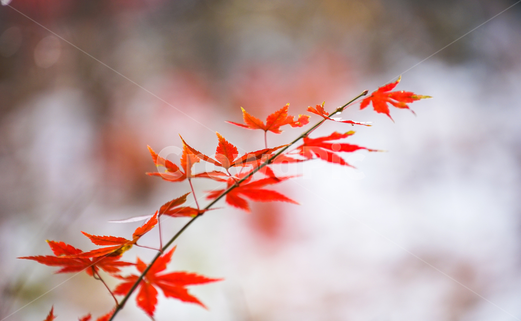 단풍,나무,자연,계절,가을,식물,가을,계절,fall,autumn,season,leaf,잎,plant,tree,maple