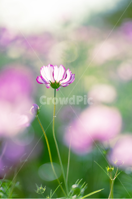 자연,꽃,감성,코스모스,가을,가을,계절,fall,autumn,season,식물,자연,plants,nature,꽃,flower,plant,blossom,geranium,제라늄,petal,꽃잎