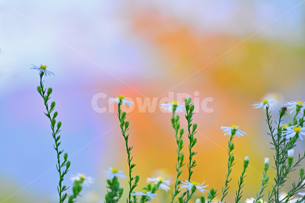 들국화,가을,야생화,가을꽃,들꽃,가을분위기,느낌,필링,flowers,autumn,분위기,감성,색감,하얀꽃,흰색,white,fall,작은,예쁜꽃,emotion,sensible,feeling,배경,바탕,백그라운드,식물,자연,plants,nature,꽃,flower,색깔,색상,색채,색감,color sense,color sensitivity,feeling of color