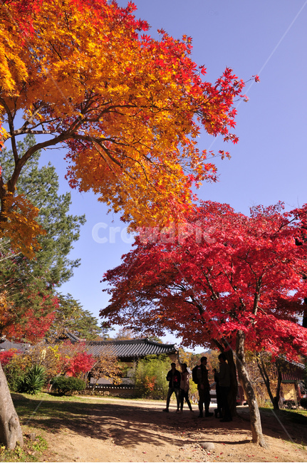나무,tree,식물,불영사,가을불영사,단풍,가을,단청