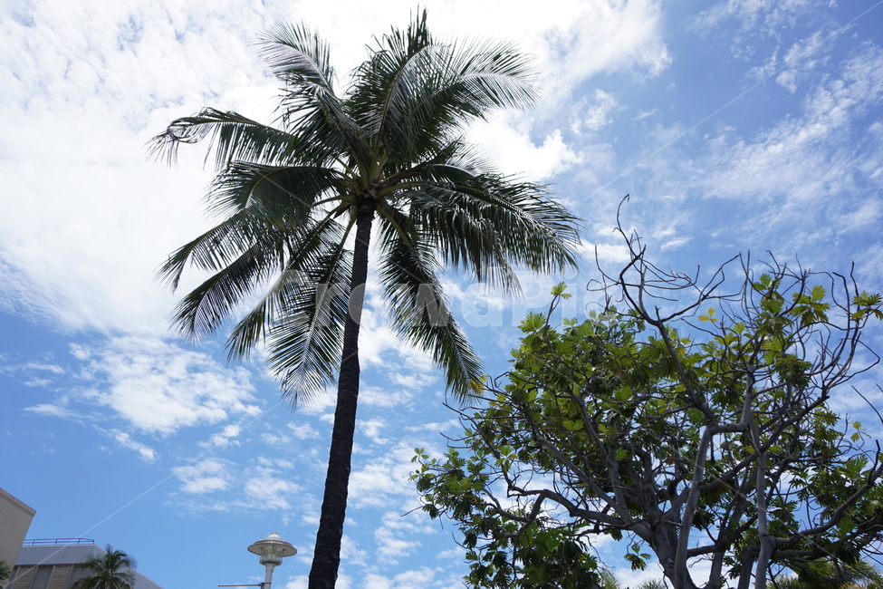 하와이,풍경,tree,나무,하늘,sky,맑은하늘,야자나무,야자수,자연,풍경,nature,landscape,summer,여름,plant,식물