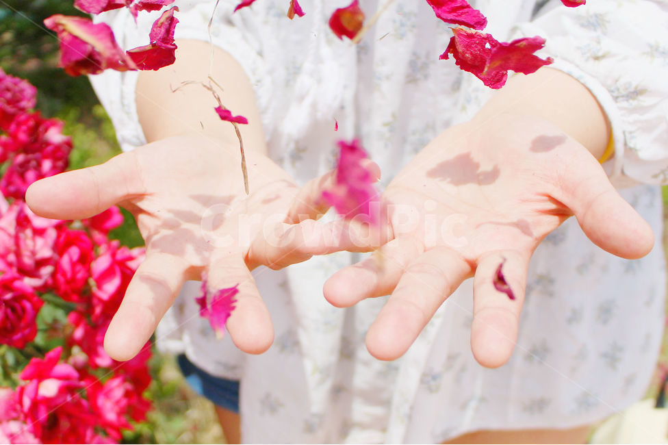 감성사진,자연,하늘,꽃,장미,색감,보정,flower,summer,nature,red,color,손,사람,fly,꽃잎,장미잎,잎,여름,식물,자연,plants,nature,꽃,flower,사람,인물,인간,human,person,신체일부,몸,body,감성,sensible,feeling