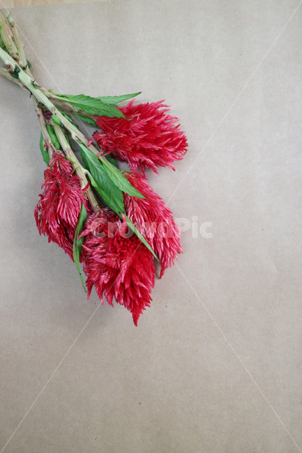 맨드라미,꽃,꽃다발,빨간꽃,빨강,배경,백그라운드,배경이미지,컬러,꽃,flower