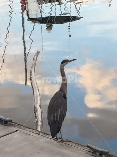 animal,동물,bird,새,anhinga,쓸쓸한새,고독한새