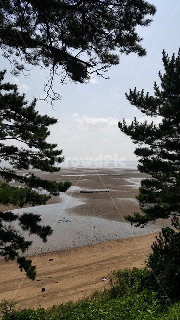 갯벌,뻘,바닷가,모래,바다,소나무,하늘,충청도,자연,풍경,nature,landscape,tree,나무,plant,식물,fir,전나무,conifer,구과 식물