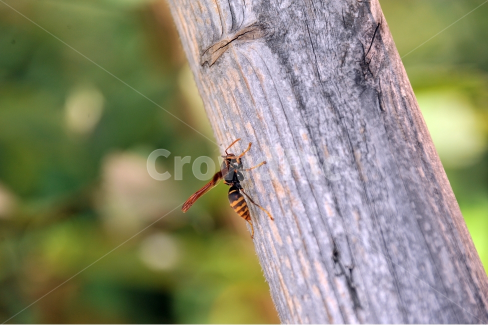 말벌,벌,곤충,벌침,벌레,bug,야생벌,잡사,나무기둥,동물,animal,곤충,벌레,insect,bug