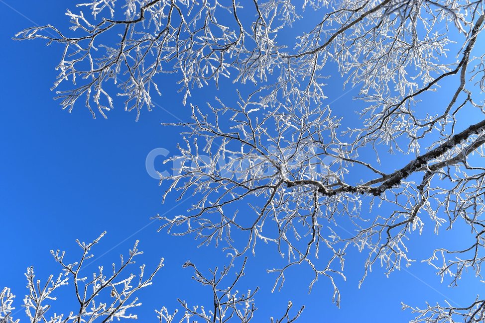 소백산,눈꽃풍경,상고대,겨울풍경,국립공원,겨울동화,힐링,감성,아름다움,뷰티풀,설국,눈풍경,파란하늘,100대명산,겨울명산,설경,서리꽃,snow,landscape,눈,화이트,자연,신비로운,경이로운,천상,비경,치유,산,명산,자연풍경,늦가을,영주,단양,풍기,희방사,삼가리,비로봉,겨울,계절,winter,season,식물,자연,plants,nature,나무,trees,wood