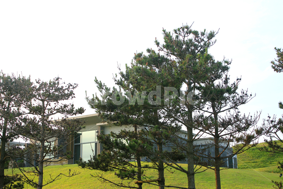 나무,침엽수,소나무,언덕,잔디,주택,집,낮,자연,숲,식물,녹색,그린,초록색,제주도