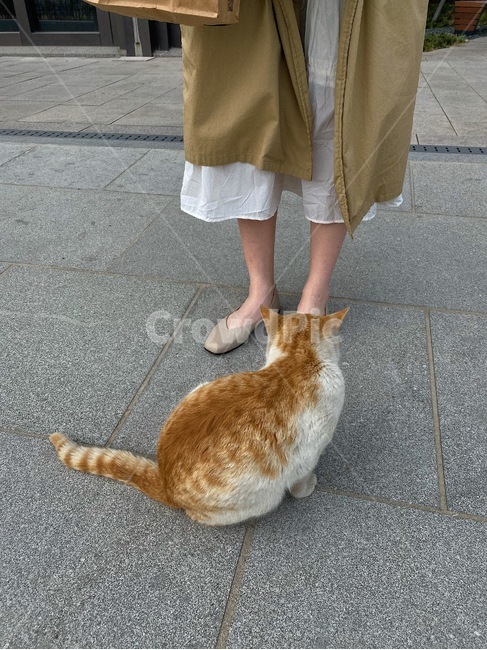 고양이,반려동물,애완동물,길냥이,cat,cats,animal,공원,park,cute