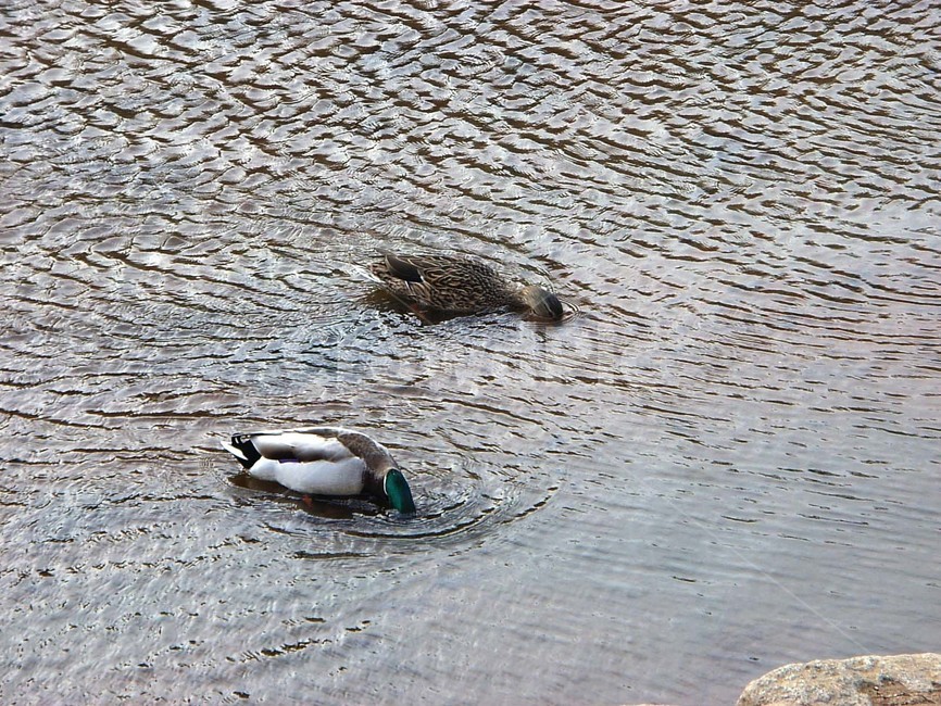 오리,천둥오리,조류,동물,실개천,동물,animal,조류,새,birds